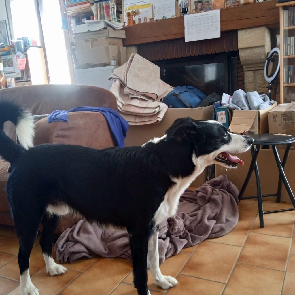 Pension canine saint gilles croix de vie