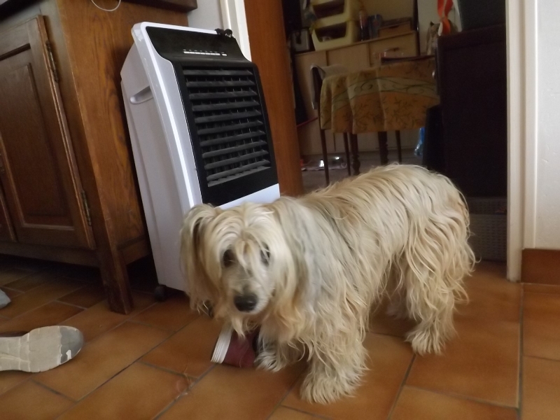 Chien chinois Hanoï