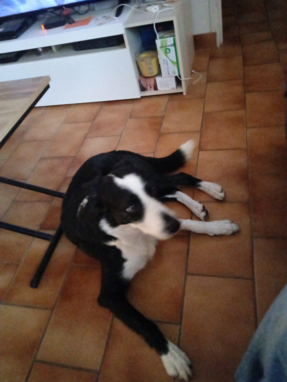 Pension canine saint gilles croix de vie border collie